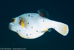 BD-140322-Panglao-3067-Arothron-nigropunctatus-(Bloch---Schneider.-1801)-[Blackspotted-puffer].jpg